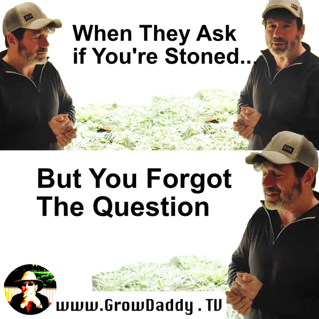 30 Best Weed Memes in 2024